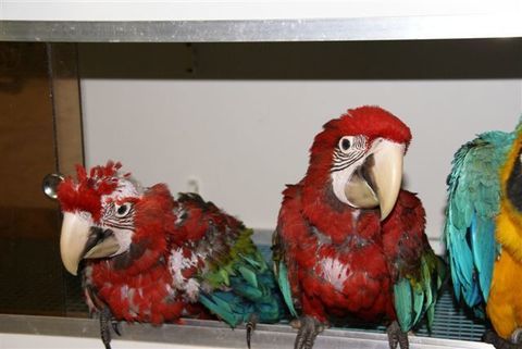 b&eacute;b&eacute;s ara chloropt&egrave;re 1800 59310 Landas