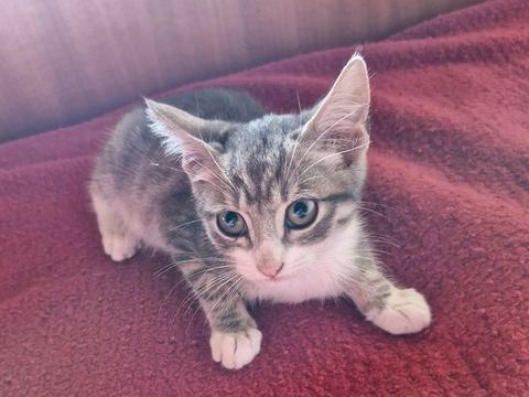 un joli CHATON et sa soeur &agrave; adopter, un seul ou les deux 0 09320 Soulan