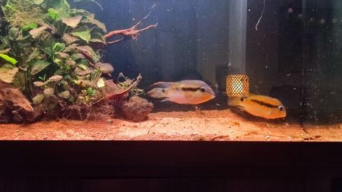 Poisson cichlidé Krobia 10 21000 Dijon