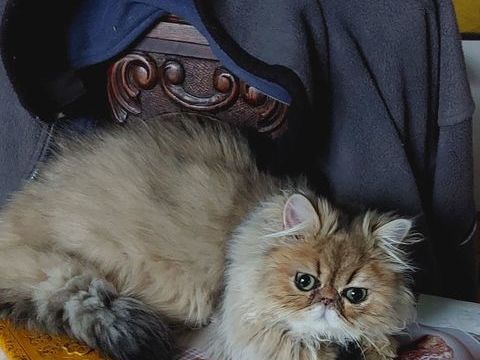 Magnifique chaton Persan 900 95500 Le thillay