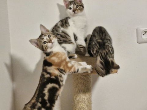 Don chaton femelle 4 mois r&eacute;pondant au nom de Lena
0 95600 Eaubonne