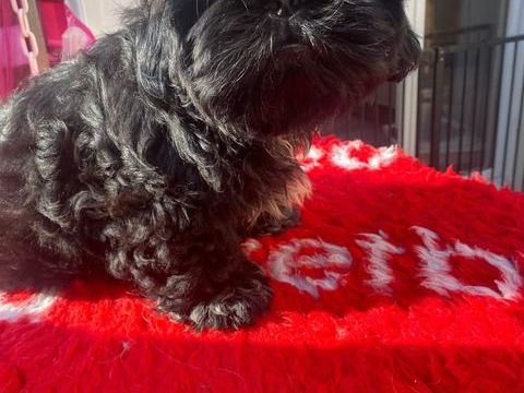 chiots shih tzu 1200 83200 Toulon