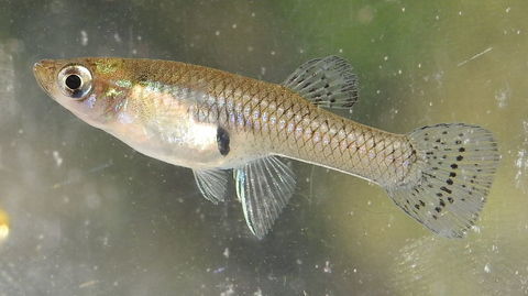 gambusies (guppy d eau froide) 0 58160 Imphy