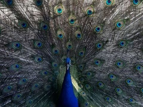 Paons bleus reproducteurs 200 40110 Arengosse