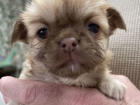 Chiots M&acirc;le & femelles chihuahua poil long &court 950 81000 Albi