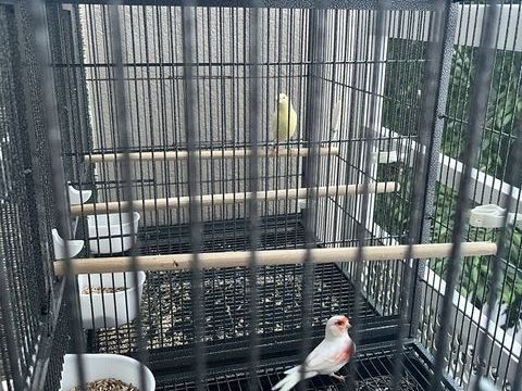 3 Canaris, un male et deux femelles 40 83100 Toulon