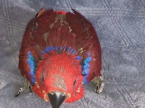 Eclectus femelle  750 79000 Niort