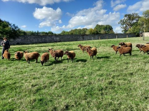 Agneaux Shetland pour éco-pâturage 90 53170 Saint-denis-du-maine