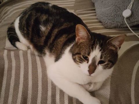 Donne chat cause allergie - tte mignonne 0 38960 Saint-aupre