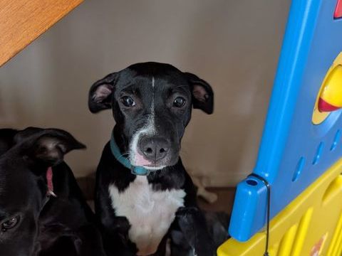 Iris, femelle croisée créole, née le 25/06/2025 &#128054; 300 37000 Tours