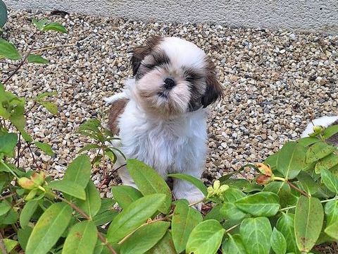Adorables shih tzu LOF 1400 16400 Vœuil-et-giget