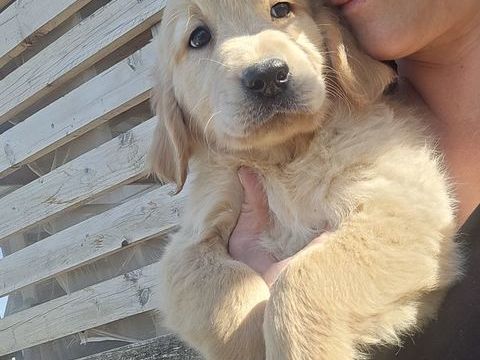 Golden retriever 1150 30320 Saint-gervasy