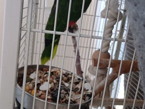 Perroquet amazone a front bleu 1300 07100 Annonay