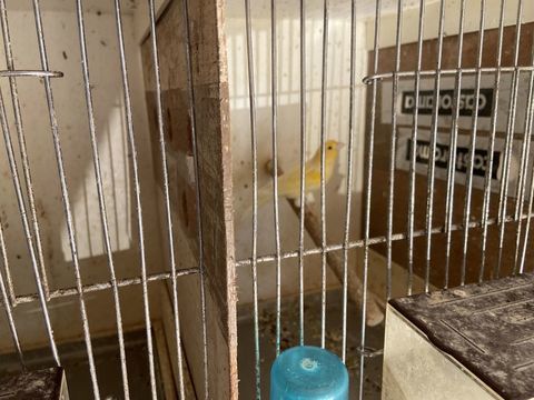 Canaris 20 33130 B�gles