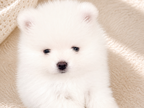Magnifique m&acirc;le spitz blanc pure 2800 95310 Saint-ouen-l'aum�ne