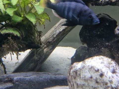 Cichlid&eacute;s du lac Victoria 6 69540 Irigny