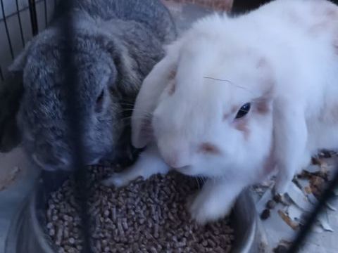 Don lapins et chat 0 71460 Saint-gengoux-le-national