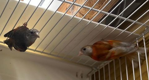 Tarins 2025 250 33140 Villenave-d'ornon