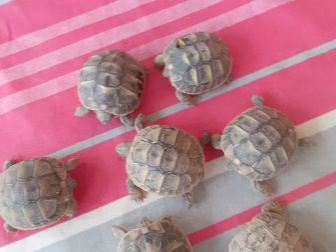 Tortues jeunes n&eacute;es en septembre 2024 50 11570 Villefloure