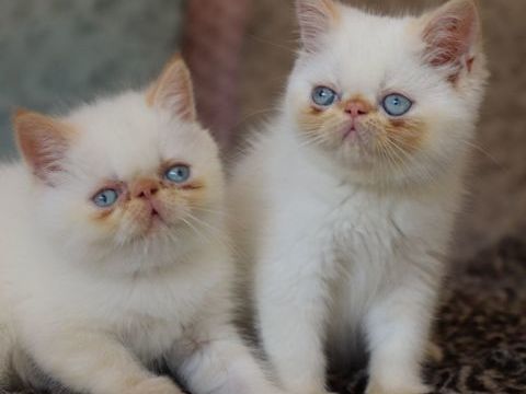 CHATONS EXOTIC SHORTHAIR COLOURPOINT LOOF 1500 45100 Orleans