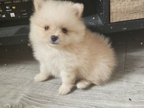 Spizt nain 2200 64530 Pontacq