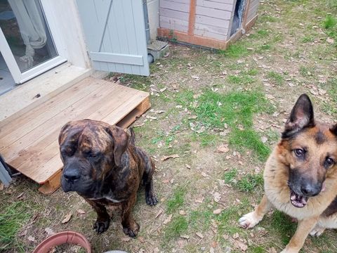 Chienne dogue de bordeaux x dogue des Canaries 0 31620 Villaudric