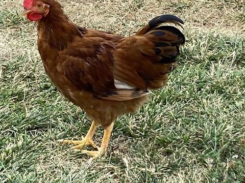 joli coq née 15.04 5 31700 Beauzelle
