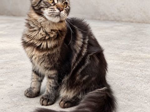 Chaton femelle Maine Coon LOOF 1000 13400 Aubagne