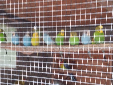 perruches ondulées 10 60270 Gouvieux