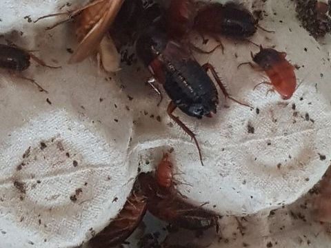 Blatta lateralis / Shelfordella tartara ? Red runners 1 73000 Chamb�ry