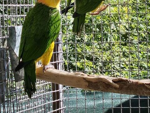 couple perroquet caique cuisses jaunes 600 65390 Aurensan