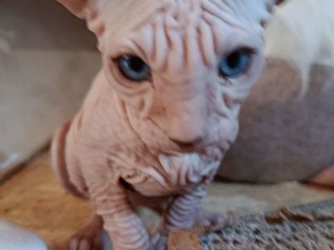 Sphynx M&acirc;le Dispo de suite 990 44160 Pontchâteau
