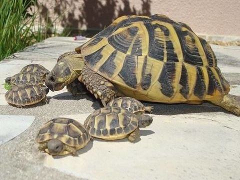 tortues de terre 50 34830 Jacou