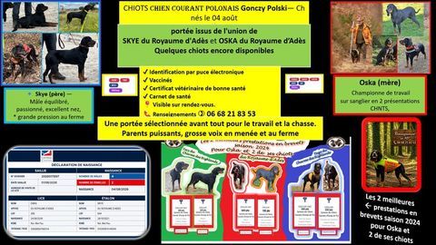 A RESERVER CHIOTS DISPONIBLES &agrave; partir du 4 octobre 2026 800 18110 Fussy