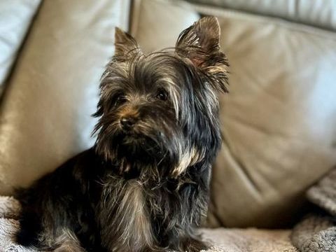 Sailli Yorkshire 250 62500 Clairmarais