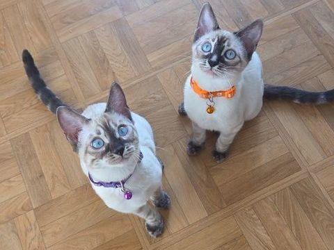 Chatons Bengal Snow LOOF  1650 91700 Fleury-m�rogis