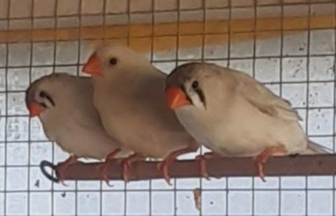 Jeunes oiseaux de voli&egrave;re 10 