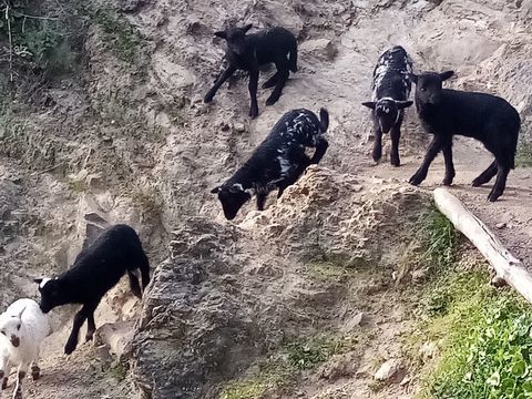 agnelles et agneaux Landes de Bretagnes 110 49620 La pommeraye