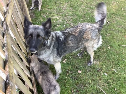 Chiots type berger belge Tervueren &agrave; donner 0 47380 Villebramar