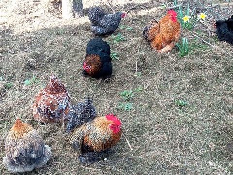 oeufs de p&eacute;kin (poules naines ) 1 29140 Rosporden