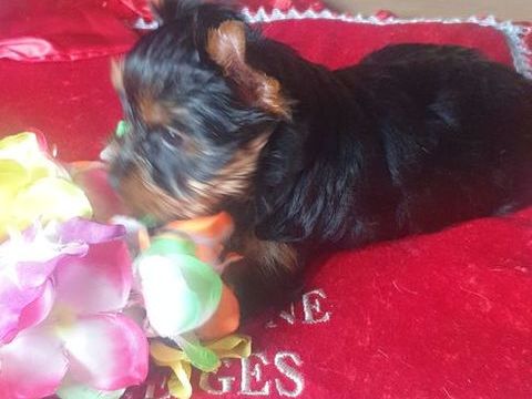 Bébés Yorkshire 1700 38210 Saint-quentin-sur-isre