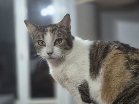 CHIMERE 210 27140 Gisors