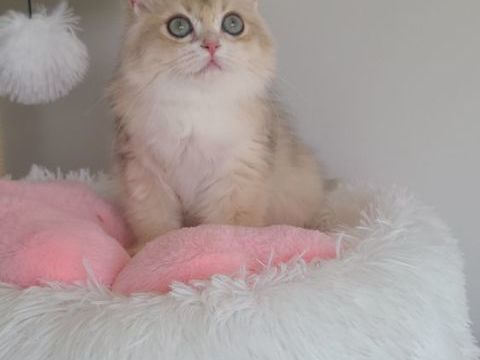 British Longhair disponible 1400 13014 Marseille