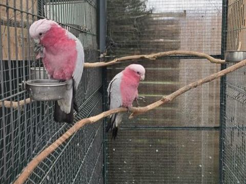 Couple cacatoès 1800 89600 Saint-florentin