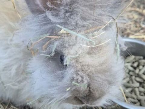 Lapin angora 0 24320 Verteillac