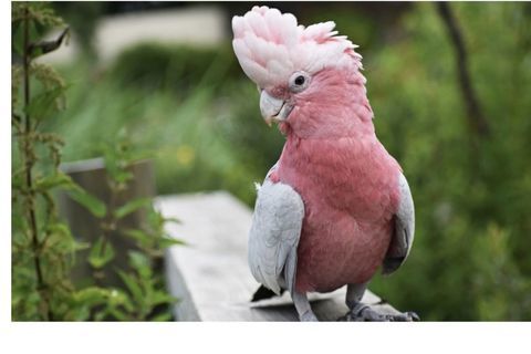 Recherche cacato&egrave;s rosalbin EAM ? Normandie / Caen 0 14210 Cheux