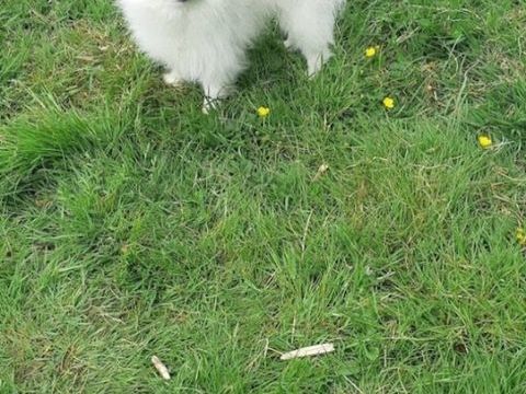 M&acirc;le Spitz Main pour saillie 250 59143 Watten