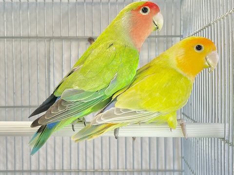 Tr&egrave;s Beaux Ins&eacute;parables Roseicolis EPP Pr&ecirc;t &agrave; Reproduire 25 59 94450 Limeil-br�vannes