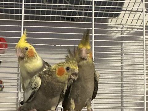 B&eacute;b&eacute; calopsitte 100 93230 Romainville