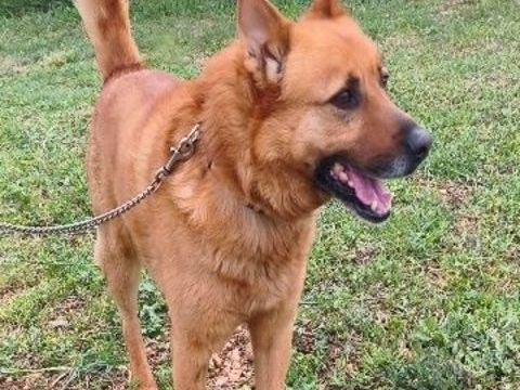 Chien FREDO &agrave; l adoption 250 34450 Vias